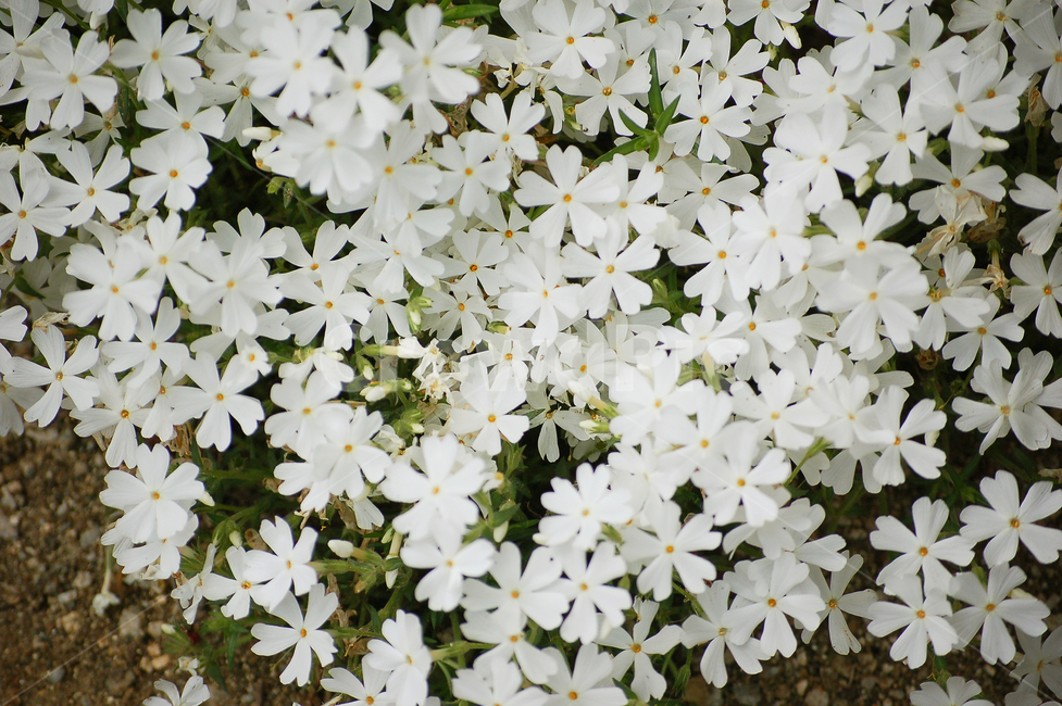 꽃,꽃밭,꽃들,화단,flower,plant,식물,blossom,팽이꽃,식물,자연,plants,nature,꽃,flower