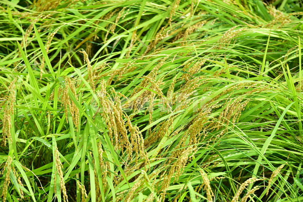 벼,벼농사,논,논농사,벼이삭,이삭,rice,ear,산업,industry,industrial,농업,농사,agriculture,farming,farming industry