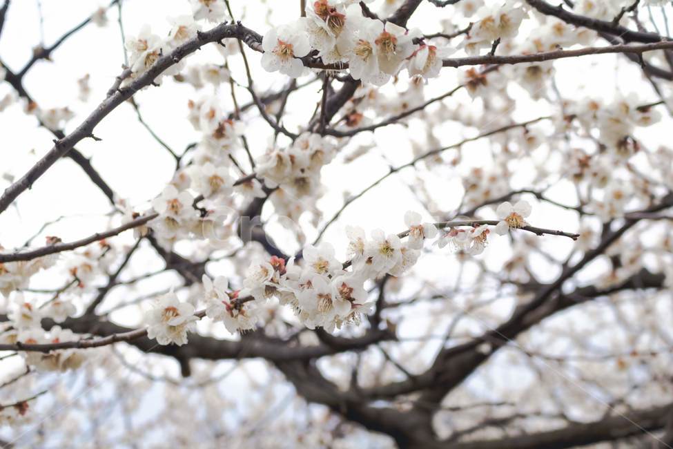 매화,꽃,봄,감성,따뜻한,자연,flower,spring,warm,nature,plant,식물,흰색,white,흰꽃,whiteflowers
