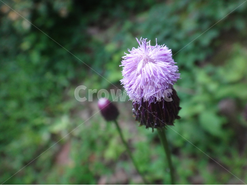 보라색,보라꽃,꽃,꽃잎,접사,식물,자연,plants,nature,꽃,flower