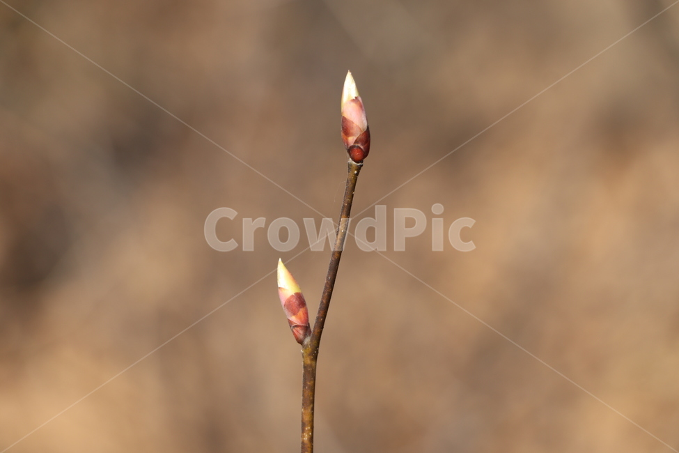 봄,봄꽃,꽃,분홍꽃,plant,sprout,blossom,flower