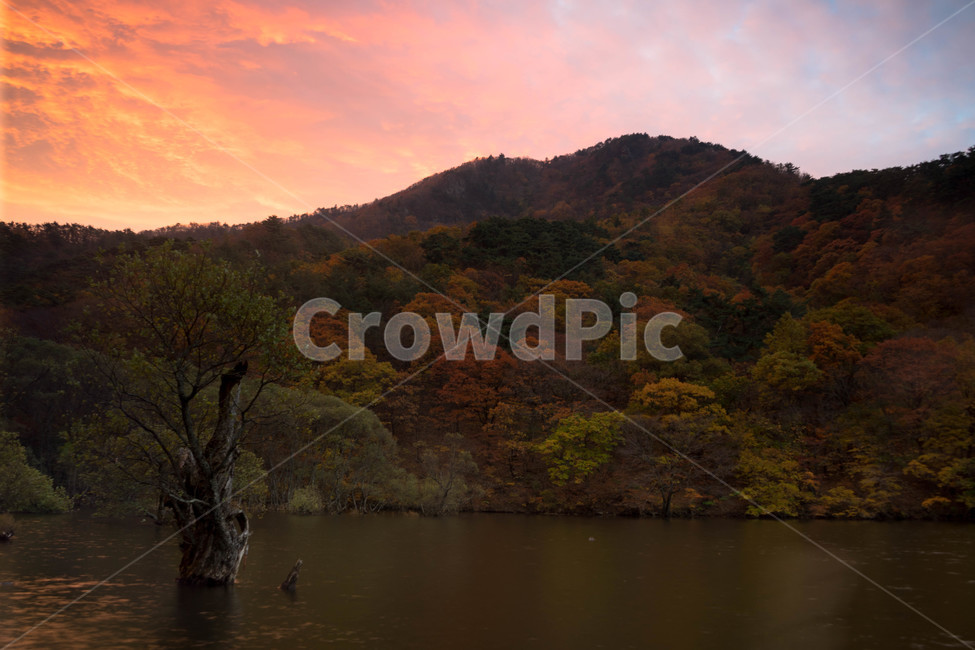 주산지,반영,주산지반영,주산지가을,청송,주산지단풍,단풍,저수지반영,청송주산지,청송가을,주왕산주산지,주왕산,자연환경,가을,계절,fall,autumn,season,자연,풍경,nature,landscape,한국자연풍경,한국자연경관,korea nature landscape,outdoors,옥외,water,물