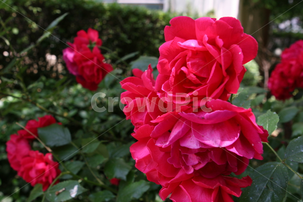 장미,rose,꽃,blossom,식물,plant,flower,제라늄,geranium,식물,자연,plants,nature,꽃,flower