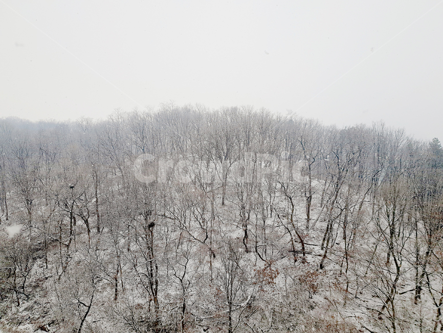 눈,겨울,한겨울,추위,겨울산,산,도시,아파트,계절,season,나무,한국,snow,winter,nature,자연,outdoors,옥외,frost,서리