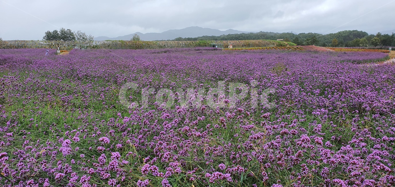 garden,flower,nature,plant,summer,spring,green,white,beauty,floral,pink,season,beautiful,background,field,blossom,petal,bright,colorful,growth,blooming,leaf,park,grass,botany,natural,flora,fresh,outdoor,bloom,꽃,자연,꽃밭,들판