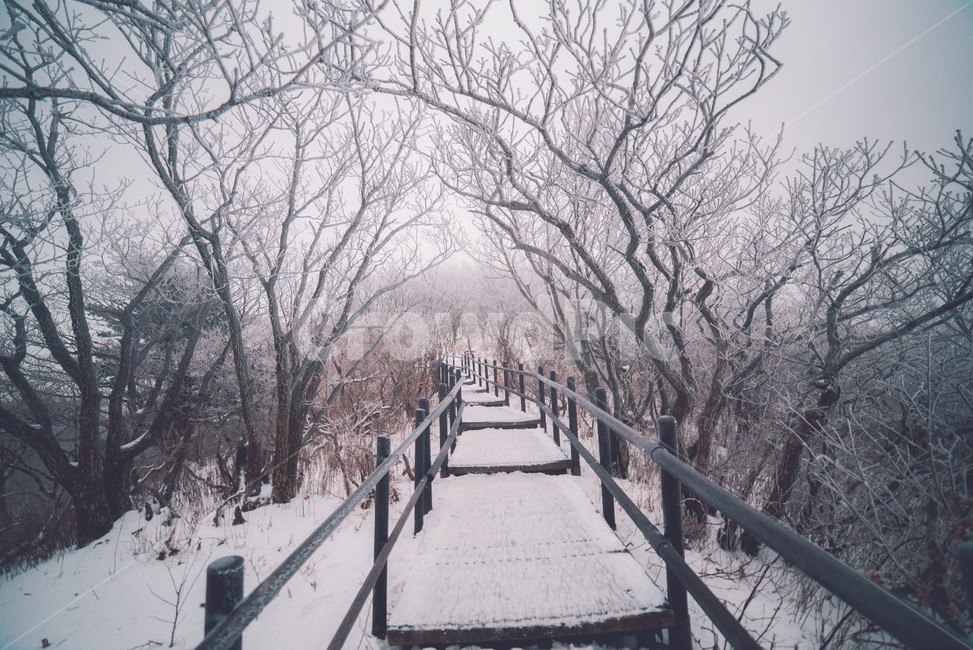 눈,snow,겨울,자연,winter,겨울,계절,winter,season