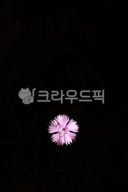 spring,petal,black background,Emotion,daisy,flower