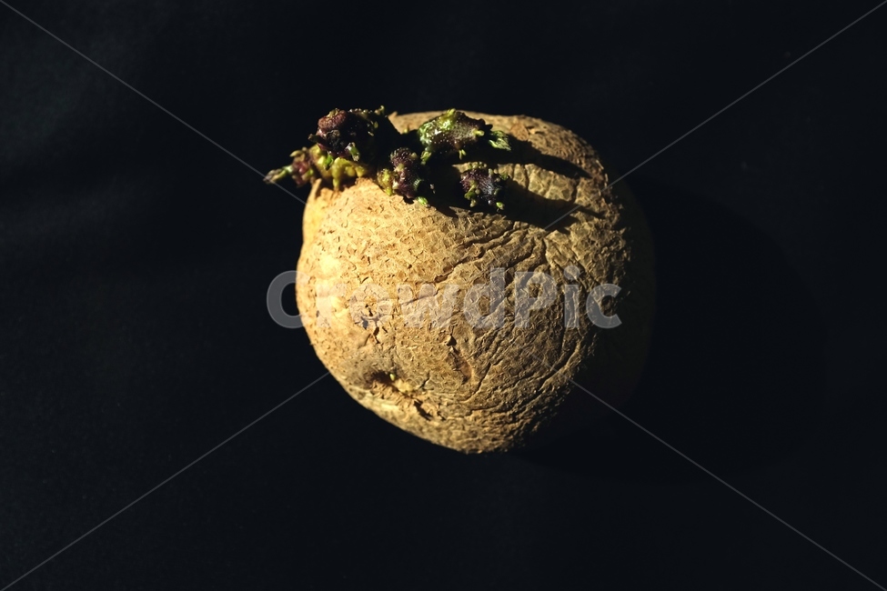 감자,식재료,식물,food,plant,potato,vegetable,채소,foodreserves,근접촬영,closeup,음식,식재료,요리,food,cook,meal,dishes,food reserves,채소,야채,vegetables
