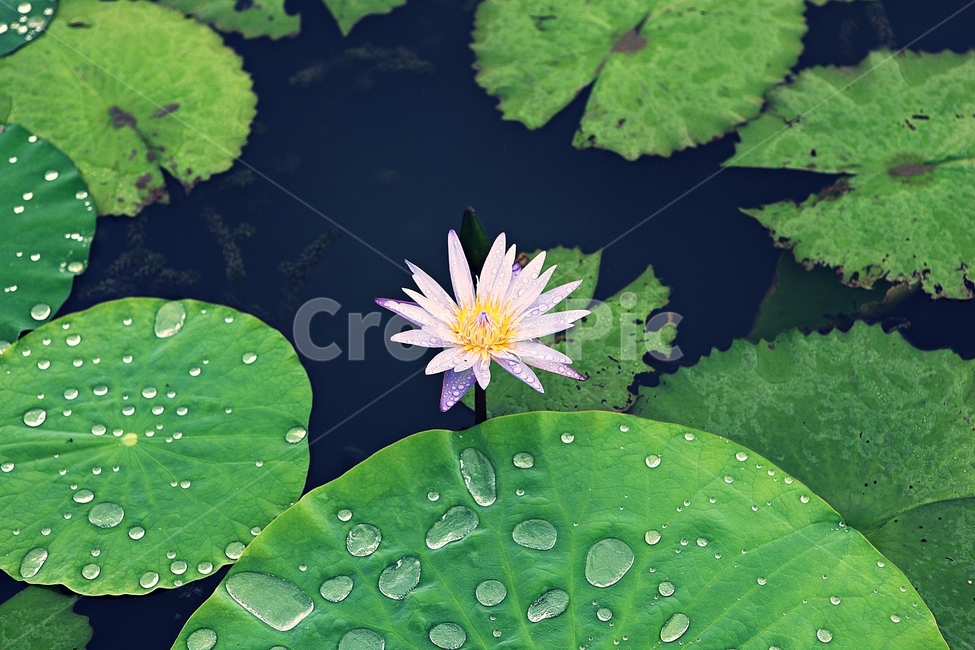 연꽃,꽃,수중식물,연잎,호수