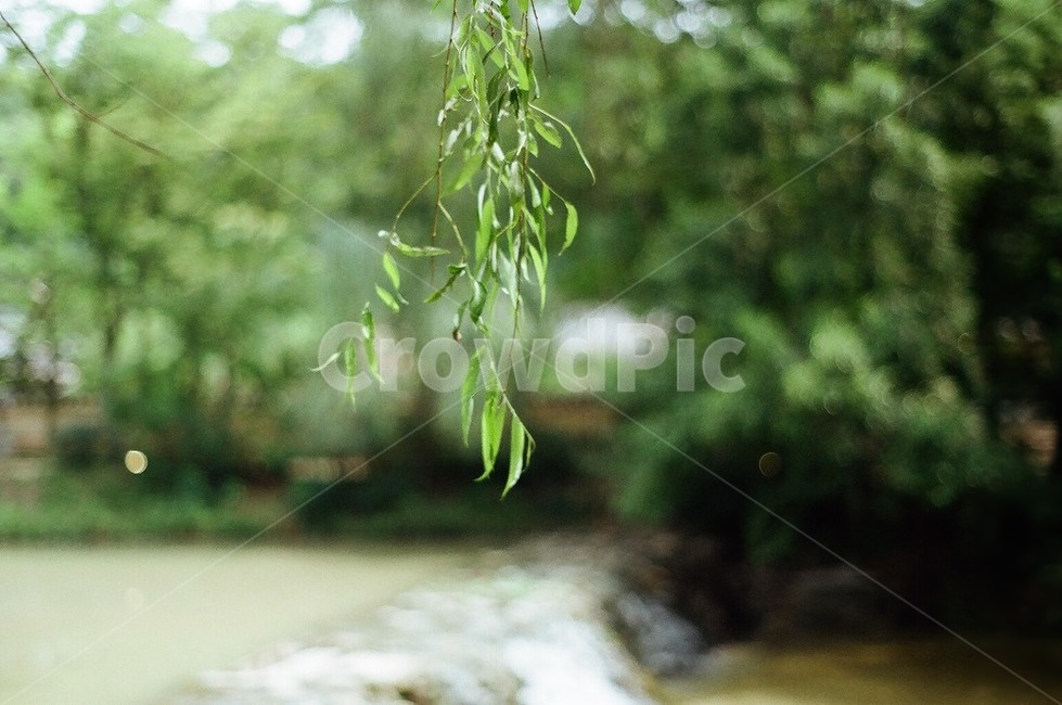 tree,나무,plant,식물,초록,green,버드나무,물,water,개울,smallstream,필름카메라