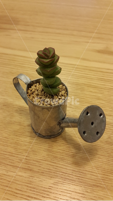 희성금,다육이,다육식물,식물,화분,식물,자연,plants,nature,실내용화초,화분,화초,house plant