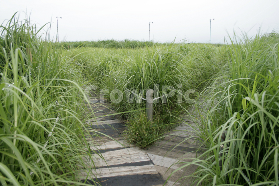 식물,plants,nature,억새,여름,하늘공원,길,초록,산책,갈림길,자연,풍경,nature,landscape