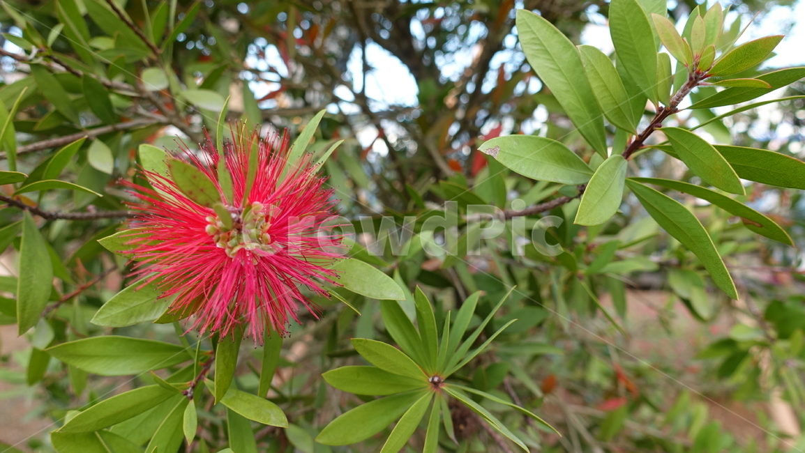 식물,plant,꽃,flower,blossom,꽃송이,빨강,red