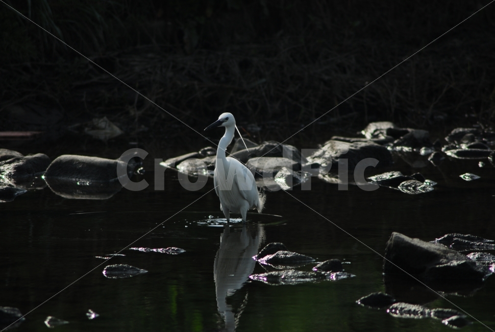 백로,새,흰새,우아함,왜가리,동물,animal,조류,새,birds