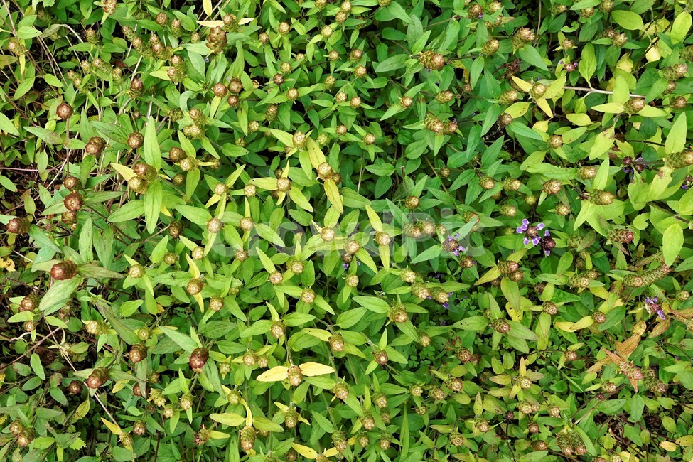 꿀풀,식물,자연,nature,plant,prunellavulgaris,selfhealherb