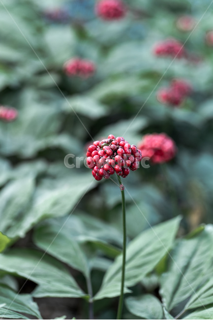 인삼,인삼꽃,열매,씨앗,보약,장수,뇌,식물,자연,plants,nature,과일,열매,fruit