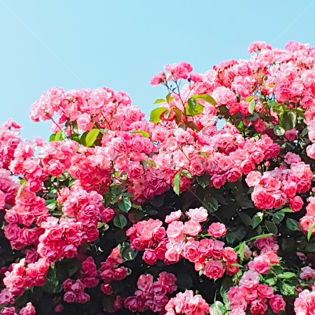 장미,빨간장미,분홍장미,꽃,rose