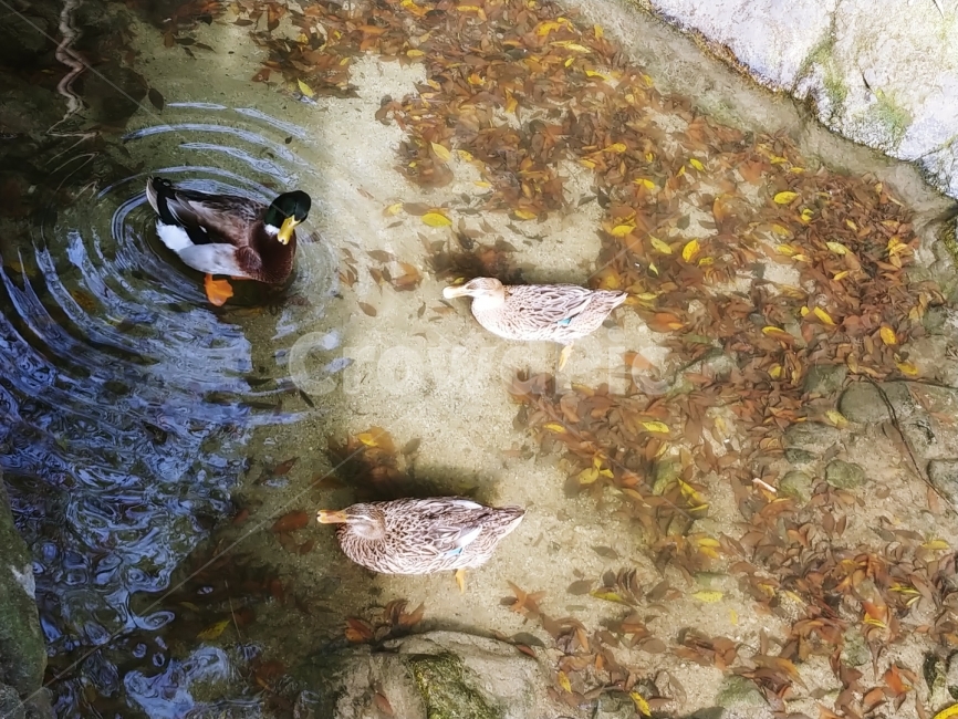 천둥오리,시냇물,담양,계곡,오리,동물,animal,조류,새,birds