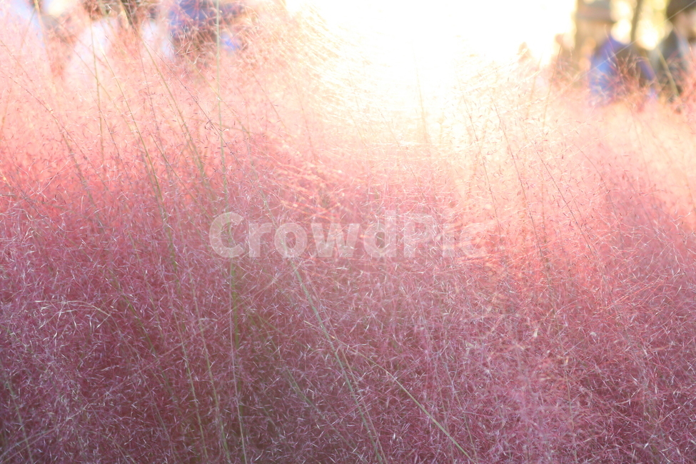 핑크뮬리,뮬리,식물,자연,벼과,분홍쥐꼬리새,가을,가을,계절,fall,autumn,season,light,빛,flare,플레어