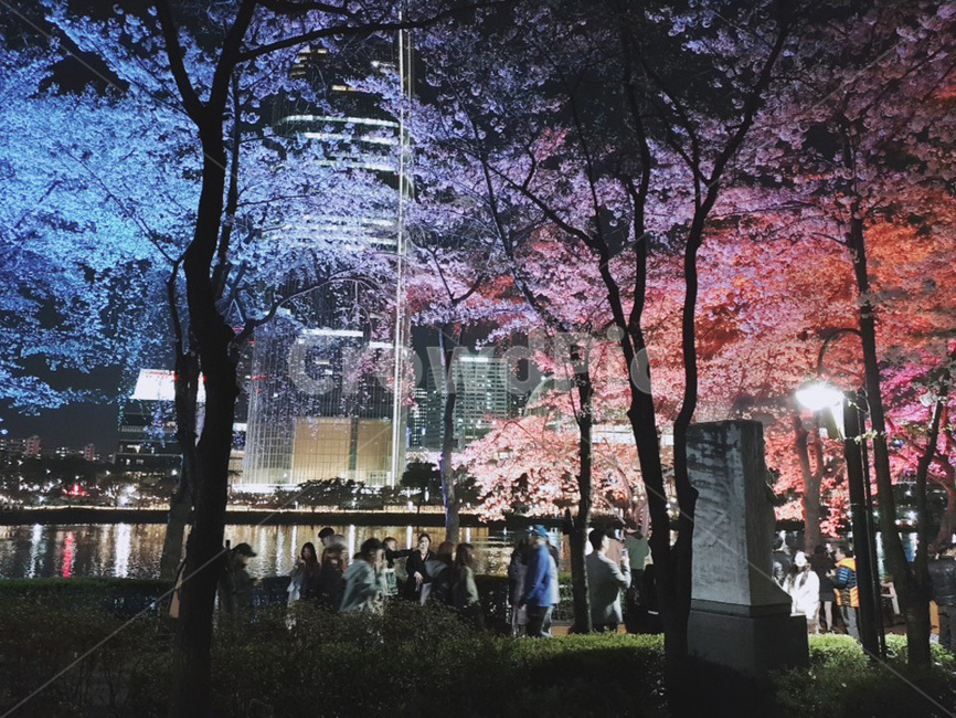 밤,밤꽃,벚꽃,밤벚꽃,산책