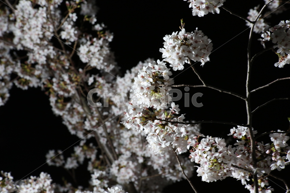봄,야경,벚꽃,흰색,야간촬영,봄,계절,spring,season,식물,자연,plants,nature,꽃,flower,plant,blossom,cherry blossom