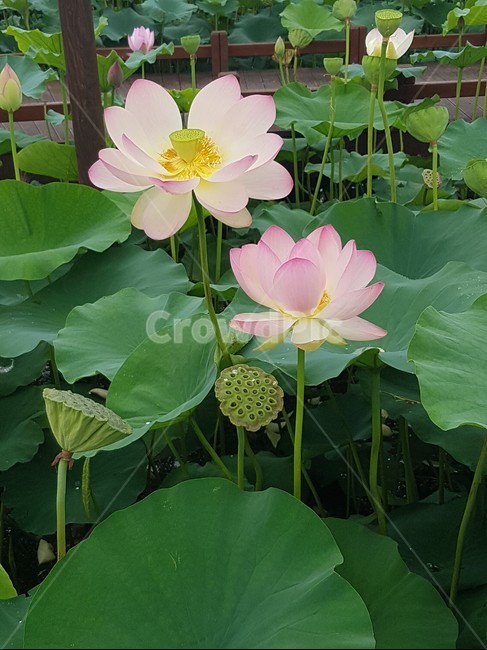 경포호,연꽃,자연,여름,꽃,힐링,초록,flower,lotus,nature,green
