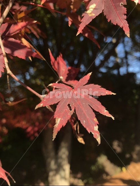 단풍,단풍나무,가을,나뭇잎,단풍잎