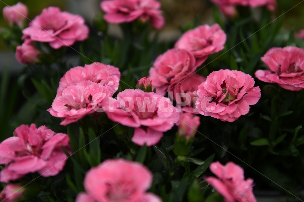 식물,꽃,감성사진,자연,flower,꽃사진,봄,봄꽃,계절,빗방울,비,감성,4월,spring,힐링,자연풍경,풍경,봄,계절,spring,season,식물,자연,plants,nature,꽃,flower,blossom,geranium,제라늄,plant