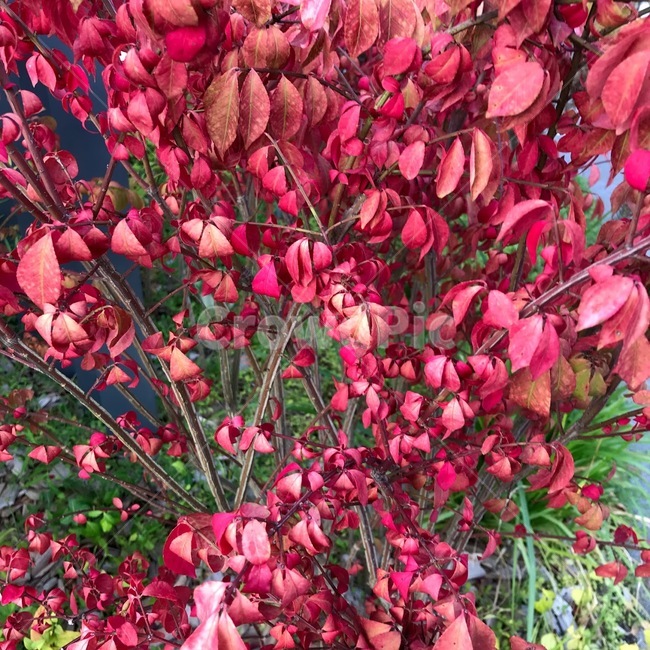식물,꽃,plant,flower,blossom