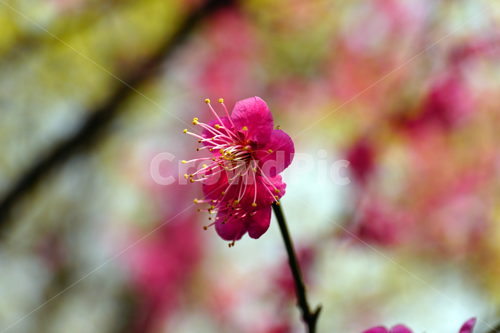 홍매화,한국자연,꽃,꽃사진,플라워,flower,봄,봄꽃,spring,식물,plants,자연,nature,풍경,landscape,계절,season,snap,스냅,접사,macro,closeup,클로즈업,감성사진,감성,힐링,healing,느낌,feel,feeling,꽃밭,화단,나무,나뭇가지,tree,꽃봉오리,4월,April,봄,계절,spring,season,식물,자연,plants,nature,꽃,flower,plant