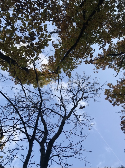 tree,나무,plant,식물,하늘,가을