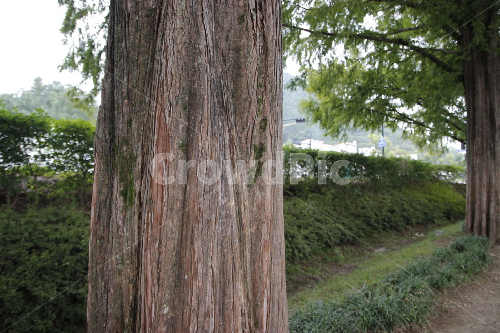 tree,나무,메타세콰이어,숲,힐링,산책,식물,자연,plants,nature,나무,trees,wood