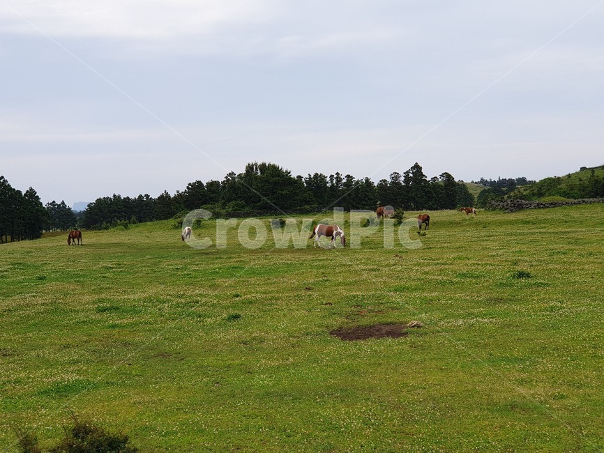 제주,여름,풍경,오름,용눈이오름,초원,말,목축업,목장,livestock farming,ranching,pasture