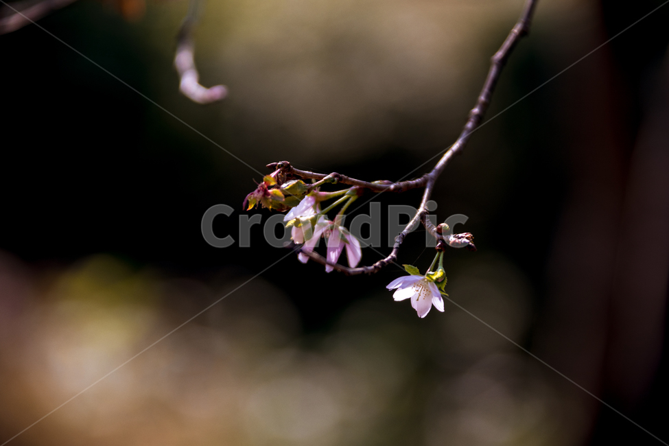 춘추벚꽃,가을벚꽃,가을벚나무,벚꽃,춘추벚나무,prunssubhirtellaautumnalis,춘추화,꽃,식물,자연,plants,nature,꽃,flower