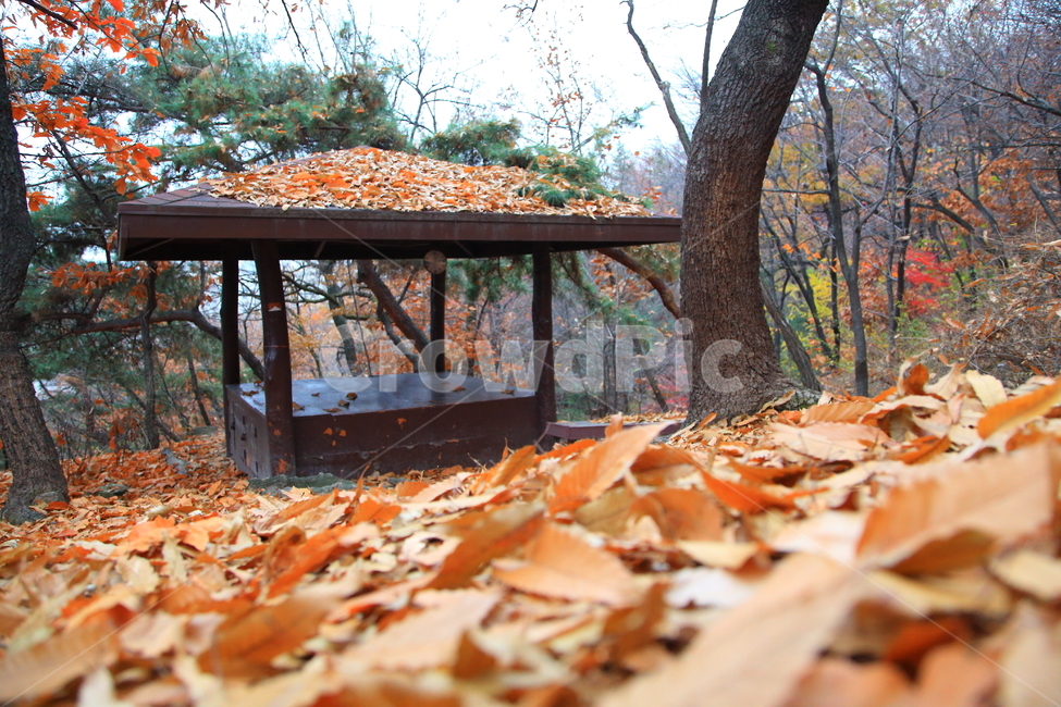 가을,단풍,풍경,늦가을,경치,낙엽,가을,계절,fall,autumn,season,plant,식물,leaf,잎,tree,나무