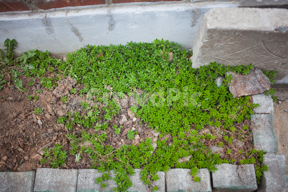 봄나물,봄,봄잡초,봄새싹,새생명,식물,자연,plants,nature