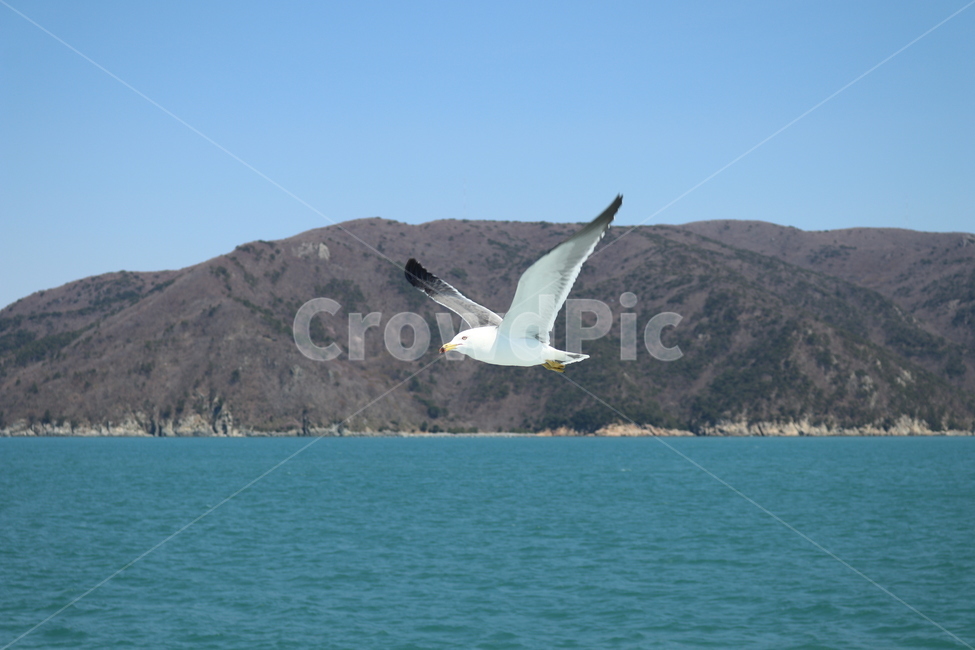 바다,수평선,갈매기,새,날아가는새,동물,animal,조류,새,birds
