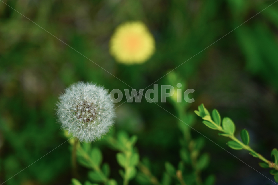 꽃,여름,민들레,노랑,민들레꽃,식물,자연,plants,nature,꽃,flower