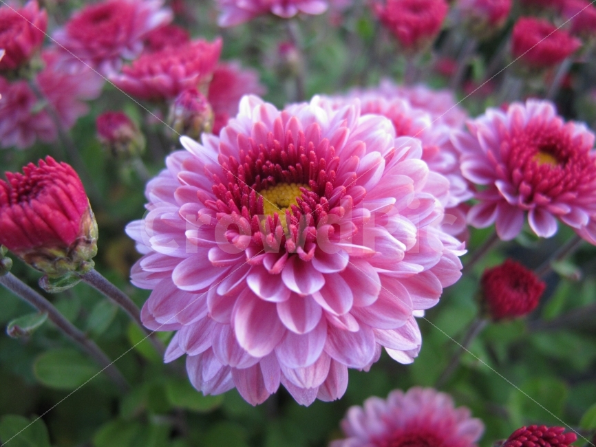 가을,꽃,계절,국화,꽃밭,생명,아름다움,꽃놀이,개화,식물,자연,plants,nature,꽃,flower