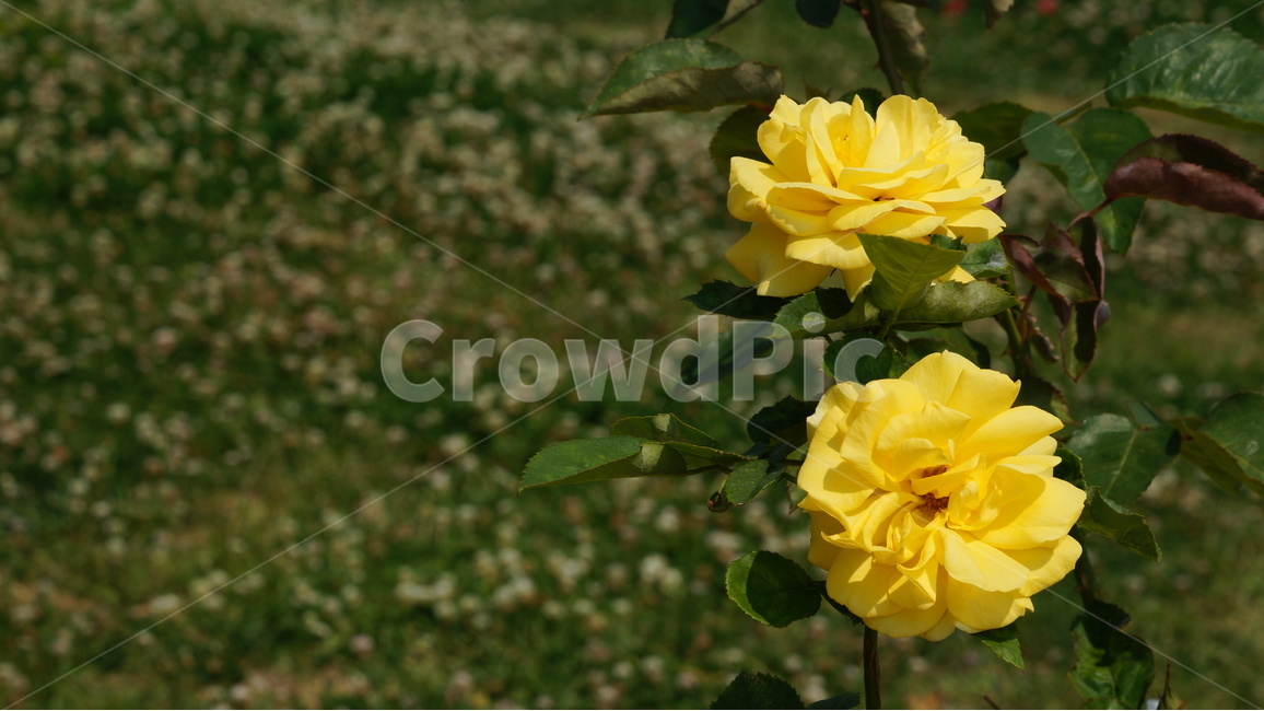 장미,꽃,꽃사진,식물,자연,장미축제,식물,자연,plants,nature,꽃,flower