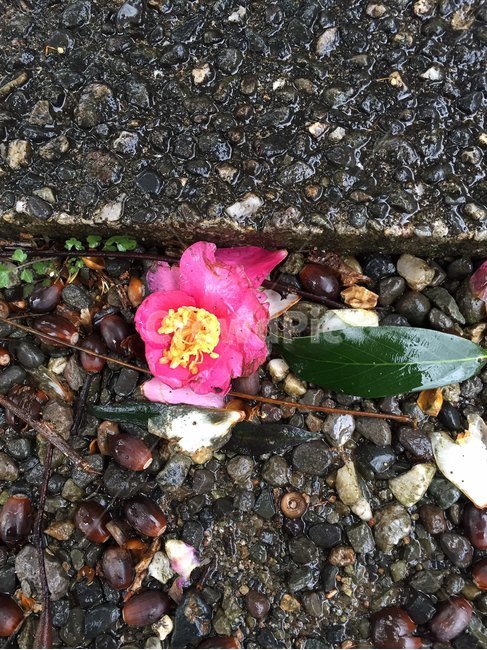 꽃,flower,플라워,예쁜꽃,식물,꽃,flower