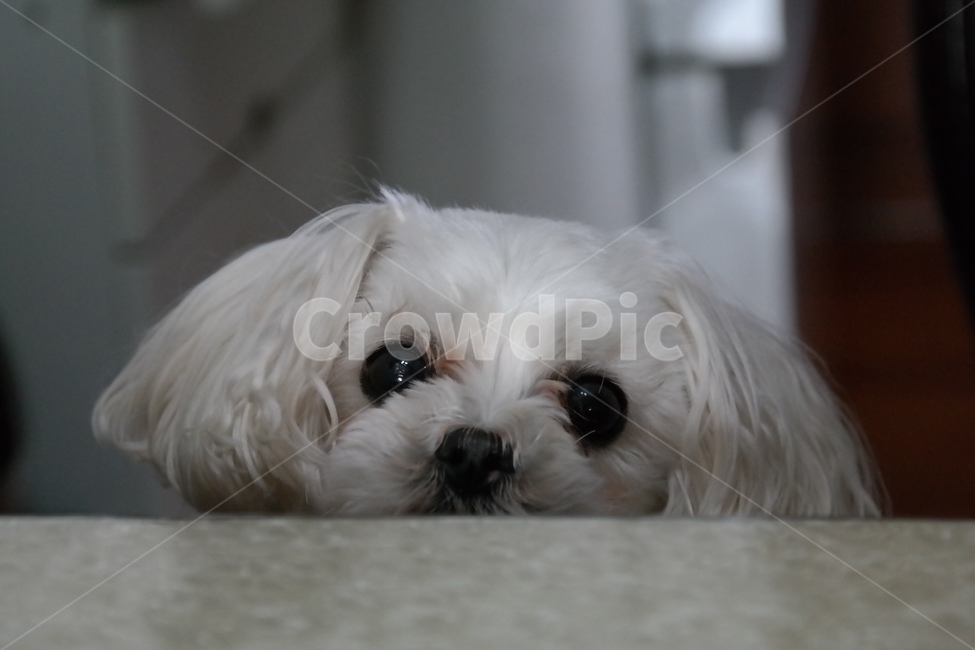 강아지,눈,눈망울,털,개,dog,눈동자,말티즈,귀여움,애견,흰,흰강아지,동물,반려견,동물,animal,포유류,mammal,개,강아지,dog,doggy
