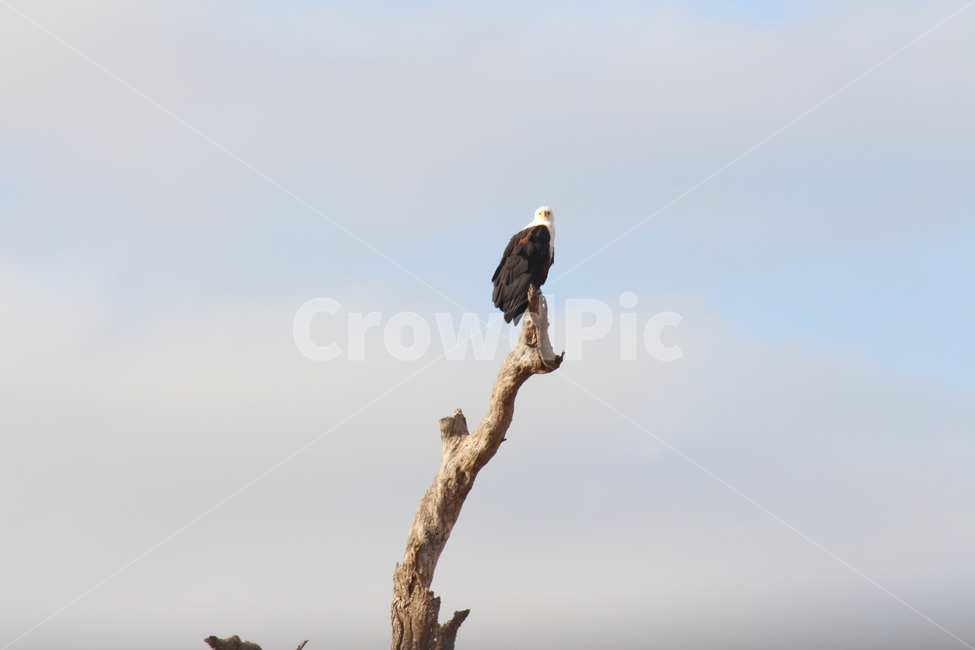 케냐,아프리카,자연,독수리,eagle,bird,새,동물,animal,조류,새,birds