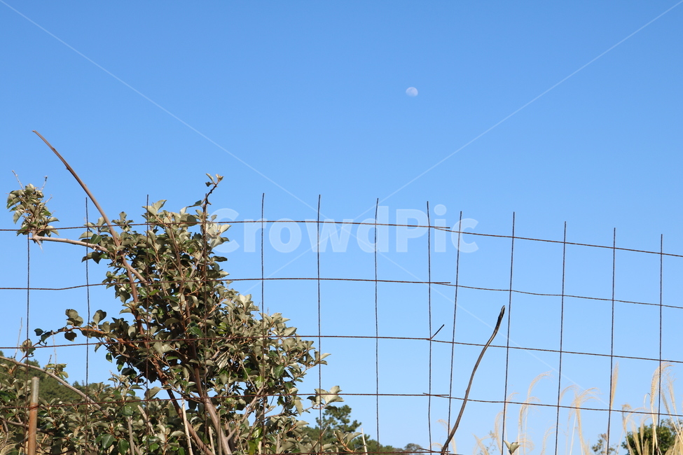 하늘,sky,plant,식물,울타리,자연,nature