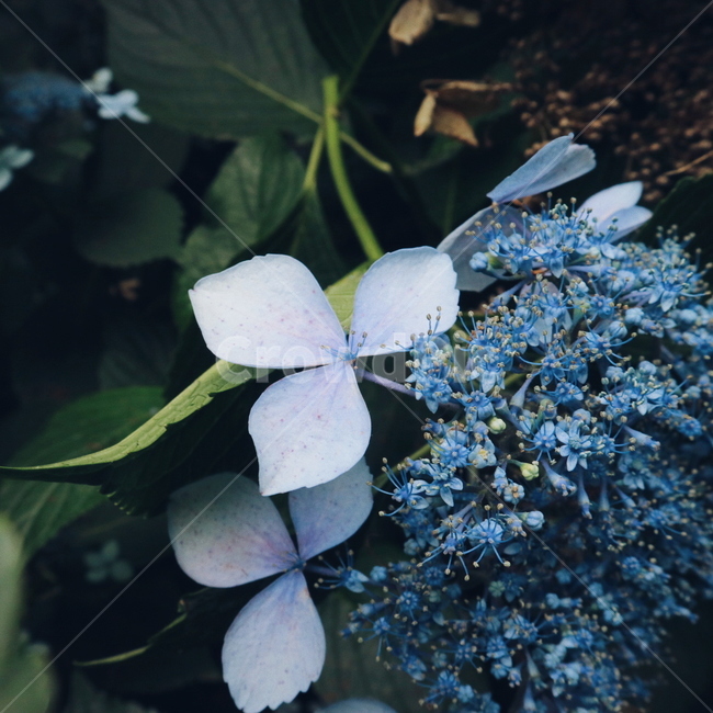 수국,꽃,여름,파랑,자연,식물,자연,plants,nature,꽃,flower