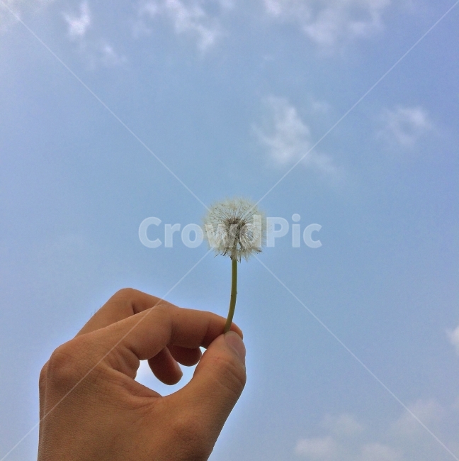 민들레,풍경,하늘,봄,민들레홀씨,식물,자연,plants,nature,꽃,flower,사람,인물,인간,human,person,신체일부,몸,body