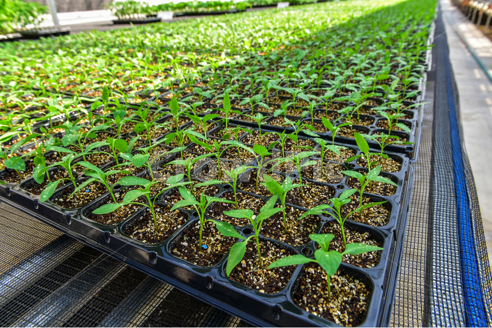 온실,greenhouse,모종,묘종,육묘장,성장,대목,growing,새싹,고추대목,seed,seeds,건강,green,초록,식물,자연,plants,nature,봄,농사,파종,씨앗,종자,식물,자연,plants,nature,농업,농사,agriculture,farming,farming industry