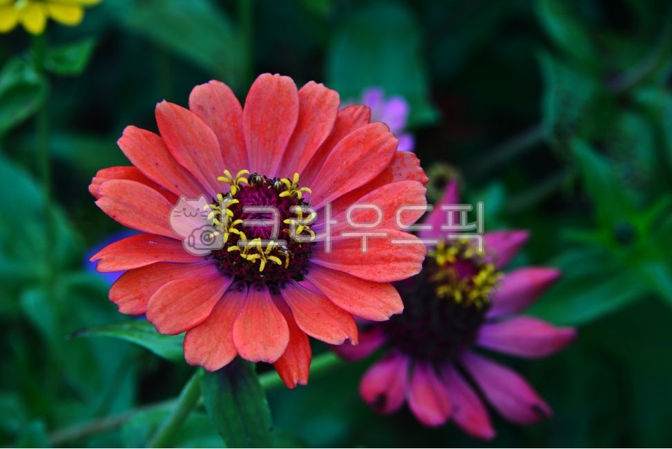 꽃,백일홍,백일홍꽃,식물,한해살이풀,국화과