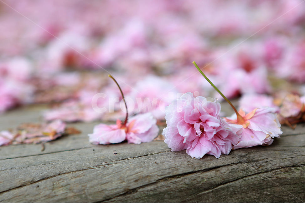 봄,꽃,벚꽃,spring,flower,cherryblossoms,봄,계절,spring,season,꽃,flower,plant,식물,blossom