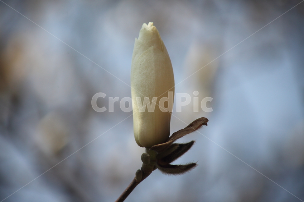 꽃,봄,목련,식물,kobusmagnolia,봄,계절,spring,season,식물,자연,plants,nature,꽃,flower,plant